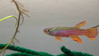 Meet the Fish  Aphyosemion Striatum Lambarene [upl. by Noramac206]