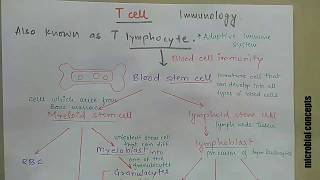 Thymic selection [upl. by Ellatsyrc137]