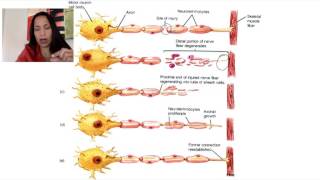 6 Neuronal Regeneration [upl. by Nesyt6]