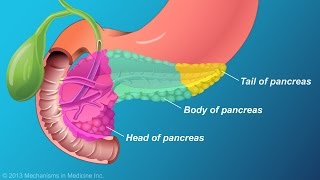 The Role and Anatomy of the Pancreas [upl. by Owades]