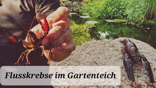 Neue Bewohner im Gartenteich Nützling europäischer Flusskrebs🦞 [upl. by Ahsinwad117]