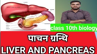 पाचक ग्रन्थि  Digestive Glands LIVER Pancreas slavery Glands यकृत अग्न्याशय यकृत के कार्य [upl. by Huskey658]