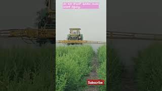 Spraying insecticide our red gram farm కందిపప్పు  🌱dgpsshare likesubscribe [upl. by Moll]