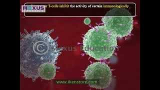 Production of Lymphocytes [upl. by Badr685]