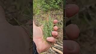 How to make Pine Needle tea bushcraft survival survivalskills outdoorsurvival [upl. by Akcira]