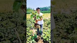 China Kiwi tree fruit shortvideo fruit trending kiwi [upl. by Drake]