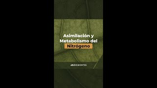 Asimilación y Metabolismo del Nitrógeno [upl. by Domini]