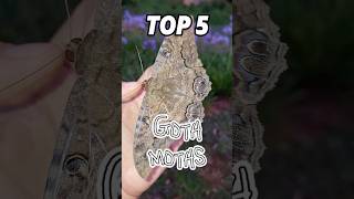 Top 5 GOTH MOTHS 💀 [upl. by Dorthea692]