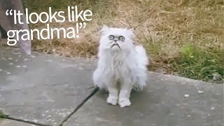 Evil Looking Cat Appears in Backyard  Hilarious Commentary [upl. by Notsnhoj928]