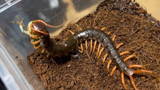 베트남 자이언트 센티페드 “오렌지렉” 청개구리 피딩  Scolopendra subspinipes dehaani quotOrange legsquot feeding treefrog  베자센 [upl. by Aidua]