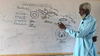 Formation of Chick Early Gastrulation [upl. by Anayaran]