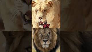 LION VS TIGERLIGERTIGON BITE FORCE COMPARISON [upl. by Alvira762]