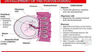 Lesson 5 Development of the Zygote Part 1 [upl. by Platus444]