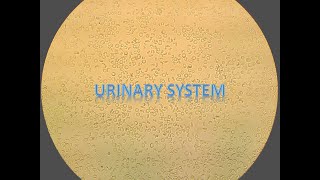 Urinary System Anatomy and Physiology Review [upl. by Menell]