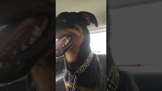 ROTTWEILER CAR SE GHUMNE NIKLA [upl. by Lehsreh]