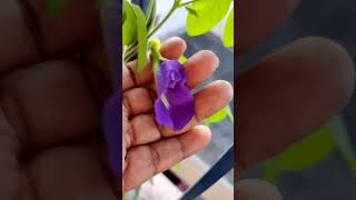 Butterfly pea flower benefits nellorevlogssytshortshealth [upl. by Eenehs]