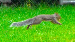 Squirrel Running Around  Squirrel and Nut [upl. by Bernadina]