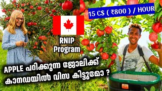 Apple പറിക്കുന്ന ജോലിക്ക് canada വിസ കൊടുക്കുമോ  canada RNIP program Malayalam 2022 [upl. by Perlie]