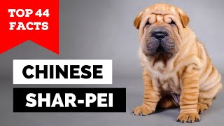 99 of Chinese Shar Pei Owners Dont Know This [upl. by Sabine444]