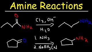 Amine Synthesis Reactions [upl. by Leeann]