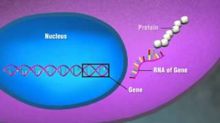 Protein Expression [upl. by Aener547]