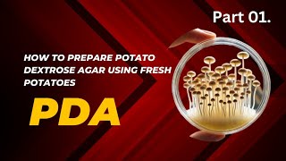 How to Prepare Potato Dextrose Agar PDA for Growing Mushrooms Quick amp Easy Guide [upl. by Armat202]