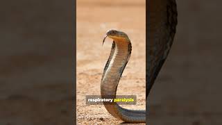 Deadly secrets of the Philippine cobra [upl. by Arabrab907]