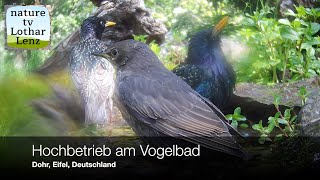 Beobachtungen am Vogelbad Dohr Eifel Deutschland [upl. by Cassella]