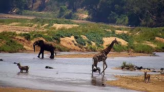 Olifants River  Wildlife Live Stream – Greater Kruger National Park [upl. by Matthaeus323]