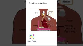 Anatomy Thorax 258 Phrenic nerve supplies motor DIAPHRAGM mediastinal pleura pericardium lung viva [upl. by Rother]