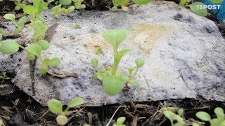 Estos platos biodegradables se pueden sembrar después de usar  15 POST [upl. by Eisenhart]