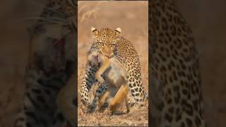 Leopard vs baboon Leopard attacked baby baboon shorts animalshorts [upl. by Cilurzo]