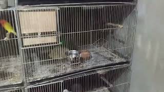 NEW CAGE SET UP TO MY MINI AVIARY [upl. by Andrews]