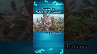 Review Tanaman Hias Andong Merah  Cordyline Fruticosa [upl. by Eniluap]