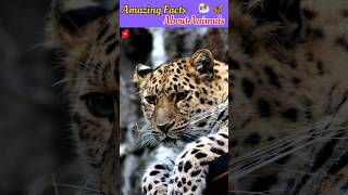 Amazing Animal Facts🦋🐏 shorts [upl. by Enetsirhc588]