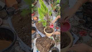 घर में सुख शांति के लिए कौन सा पौधा लगाना चाहिएgardenplants shorts subscribe mybeautifulgarden [upl. by Zoara]