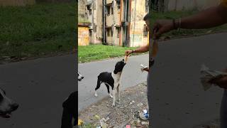 Helping animals is dharma puppy shorts cute pets dog dogtraining puppies shorts ytshorts [upl. by Sone66]