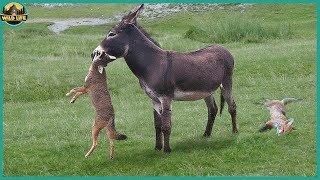 Top 10 Moments Of Donkeys Taking Out Their Anger [upl. by Yenhpad]