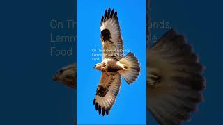 The Diet Of The Rough Legged Buzzard birds avian nature [upl. by Buyers781]