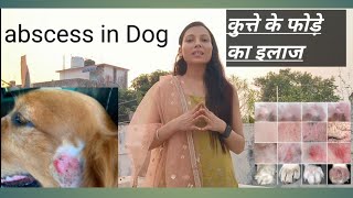 Dogs Abscess treatment mylifesvlogsdrpriyanka Viral trendingMrBeast [upl. by Ylac]