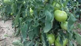 Growing Beefsteak Tomatoes Organically  South Carolina Gardening [upl. by Noevart45]