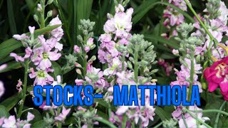 StocksMatthiola [upl. by Melinde]