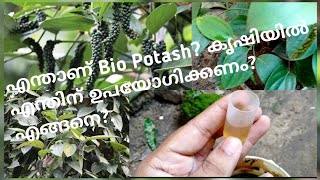 നിങ്ങളുടെ വിളകൾ Potash വേണ്ടവിധം ഉപയോഗിക്കുന്നില്ലേ Bio Potash  Bio Potash for plant yield [upl. by Ttelrats26]