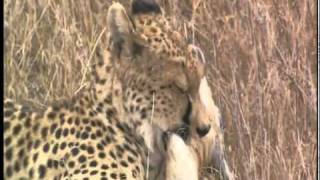 Serengeti National Park  Tanzania  Part 1 [upl. by Dilks51]