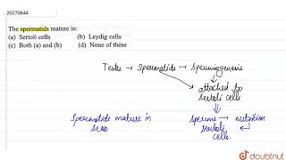 The spermatids mature in [upl. by Sylvan315]