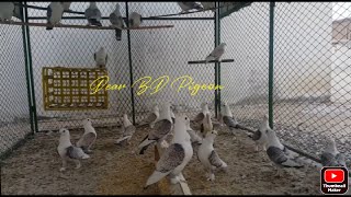 Satinette Pigeon FlyingVideo [upl. by Eilloh431]