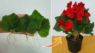 How To Grow Begonia From Leaves How To Care Begonia is ravishing flower [upl. by Asyla]