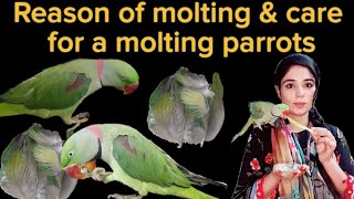 Reason of molting amp How to Care for a Molting Parrot  Parrot Feather Plucking reason Drhira saeed [upl. by Glynas319]