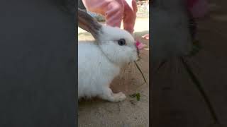 Ah tamatar bade majedaar catrabbit cuteanimalmoments viralshorts youtube allvideo [upl. by Jd]