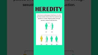 Understanding Heredity How Traits Are Passed from Parents to Offspring [upl. by Lebbie142]